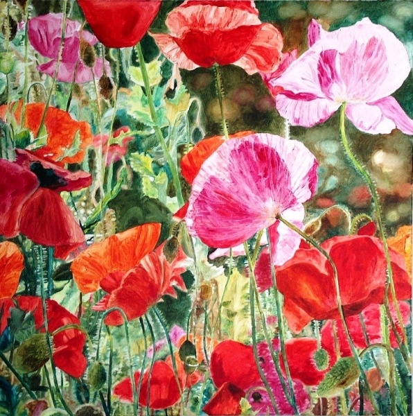 Poppies, 36x36 Oil - SOLD