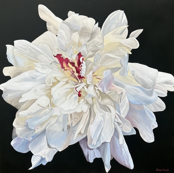 Scarlet Surprise, Oil, 36x36 SOLD